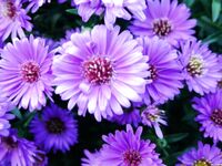 Zzeeladyboy Onlyfans pictures