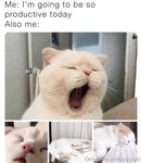 Wishdoll Onlyfans pictures